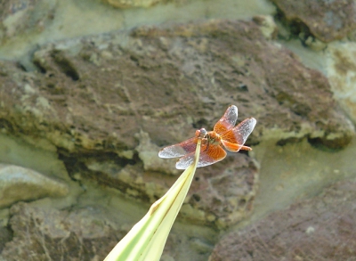 <i class='fa fa-user'></i> ivro | Oranje Zonnewijzer  <i class='fa fa-eye'> 148</i>   <i class='fa fa-comment-o'> 0</i>