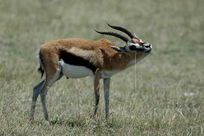 Het bokje van de thompsons gazelle markeert zijn territorium met vocht uit een klier die vlak bij zijn oog ziet. Hij wrijft met die klier tegen een halm, waardoor een stinkend vocht achterblijft op de hoge grasspriet. Zijn collegas ruiken dit en weten nu dat ze beter uit zijn buurt kunnen blijven. Het is zijn gebied!