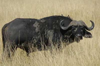 Deze eenzame buffel liep door de Masai Mara. Een paar geelsnavelossenpikkers liften met hem mee. Ben benieuwd of het dier nog leeft, want een eenzame stier krijgt vaak te maken met een overmacht aan leeuwen.