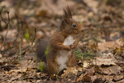 Vorige week een weekje vakantie op de Veluwe. Bij het huisje wat pinda's gestrooid en jawel...... verschillende vogels en ook eekhoorns. Deze wilde zelfs wel even voor mij poseren!