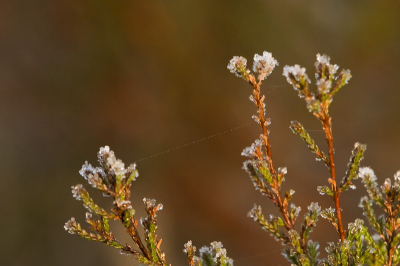 Vorige week een weekje vakantie op de Veluwe gehad. Donderdagochtend een aanvriezende mist, die het volgende beeld opleverde. De mist net wat weggetrokken en de vroege ochtendzon doet de rest.
