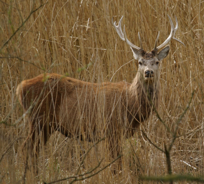 Vandaag naar de Oostvaardersplassen gegaan. Het blijft een prachtig gebied met een interessante diversiteit aan bewoners. Ik had het geluk dit exemplaar aan te mogen treffen. Echt een top belevenis!