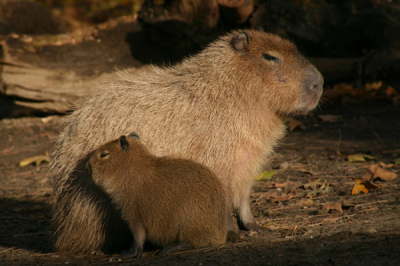 Deze foto heeft voor mij een hoog knuffelgehalte. De kleuren van de Capybara's komen mooi terug in de achtergrond. Ik zag dat er nog nooit foto's op nederpix van capibara's waren geplaatst, dus bij deze. Ondanks dat de foto in de dierentuin is gemaakt, dat is de reden waarom ik hem niet eerder heb geplaatst. Maar er zijn zoveel grote natuurfotografen die sommige  foto's ook in dierentuinen maken, dus waarom zou ik hem niet plaatsen. Ben benieuwd wat jullie van de foto vinden.