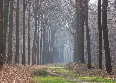 <i class='fa fa-user'></i> Johan van Gurp | Laantje in het Liesbos  <i class='fa fa-eye'> 160</i>   <i class='fa fa-comment-o'> 3</i>