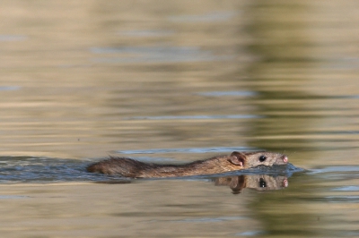 Een muskusrat ging kopje onder, na ingesloten te zijn door drie nieuwsgierige eenden. Na enige tijd wachten kwam van (inmiddels verlaten) plaats delict deze rat vandaan zwemmen. Er zit kennelijk heel wat leven langs de slootkant in onze woonwijk.
De soort staat nog niet veel op nederpix, maar is desondanks (zoals opgemerkt) erg algemeen. 
Canaon 350D, Canon 400mm F/5.6, 1/640 f8, iso200, -1 1/3. Uit de hand.