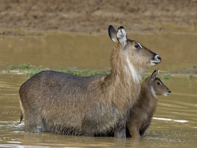 <i class='fa fa-user'></i> Wim de Groot | Defassa-waterbok  <i class='fa fa-eye'> 150</i>  <i class='fa fa-thumbs-up'> 1</i>   <i class='fa fa-comment-o'> 3</i>