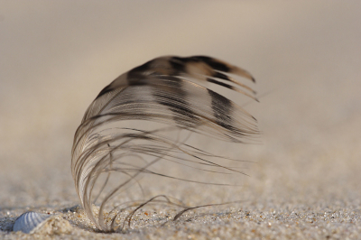 <i class='fa fa-user'></i> Martin Hierck | Veertje op het strand  <i class='fa fa-eye'> 106</i>   <i class='fa fa-comment-o'> 4</i>