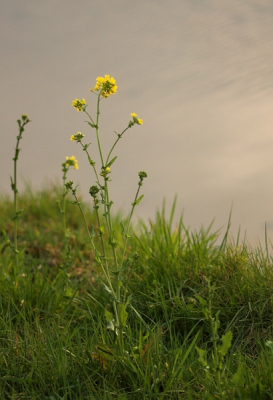 Herik is een van onze meest voorkomende wilde planten. Hij siert het landschap in april met zijn prachtige gele kleur. Je vind hem vooral langs sloten en weilanden.