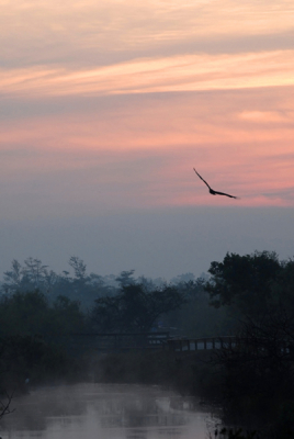 Een zwarte gier die wegvliegt bij zonsopgang. De ochtendnevel gaf een sprookjesachtige sfeer.