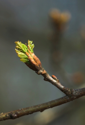 Fotografisch niet super, maar toch wil ik deze uitzonderlijke vroege zomereik met jullie delen! Normaal gesproken begint de bladontplooing bij deze boom pas rond 20 april.