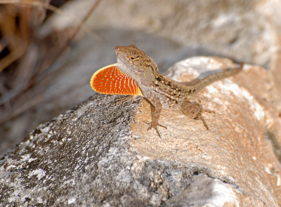 Bruine anolis die zijn mooie rode keel laat zien.