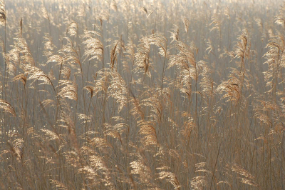 Hoe riet er ook mooi uit kan zien, fragiel...