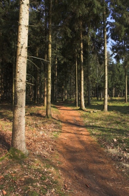 In Huis ter Heide zijn vanaf 1900 hele bossen met douglassparren aangepland. Door de ruwe stammen en hun frisse, en zeer dichte naaldendek geven deze bomen het bos een sprookjesachtig sfeertje.