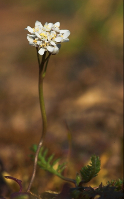 Voor dit algemene, maar wonderschone plantje heb ik altijd al een zwak gehad. Dit maal vond ik de omgeving mooi bij het steeltje kleuren.

Sigma 105 macro