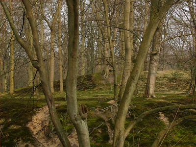 <i class='fa fa-user'></i> andrea | Gewoon wat bomen en takken  <i class='fa fa-eye'> 80</i>   <i class='fa fa-comment-o'> 3</i>