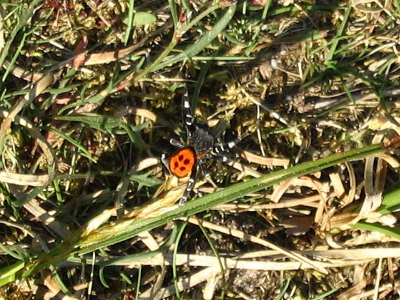 Helaas moest deze foto snel gemaakt worden. Is toch zeldzaam genoeg om aandacht aan te besteden. Op deze plek is zo'n 10 jaar geleden ook een waarneming van Eresus gedaan �n gemeld.