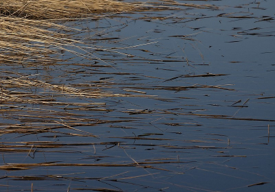 <i class='fa fa-user'></i> Tim Oord | Water en riet  <i class='fa fa-eye'> 54</i>   <i class='fa fa-comment-o'> 0</i>
