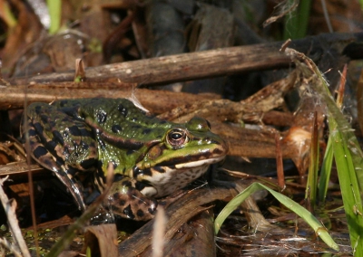 Deze groene kikker zat heerlijk te zonnen aan de rand van een poeltje. Het was een flink groot exemplaar.