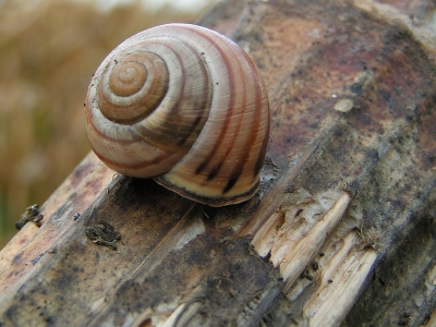<i class='fa fa-user'></i> huub machiels | Zwartgerande Tuinslak  <i class='fa fa-eye'> 134</i>   <i class='fa fa-comment-o'> 1</i>