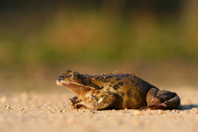 Of hij van de avondzon genoot, ver van al het water op de Hilversumse heide, weet ik niet. Deze kikker keek ons nogal verdwaasd aan. 
Canon 350D, EF 70-200 f4L @118mm, 1/400 f7.1, -1/3 stop, iso200.