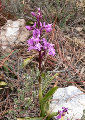 <i class='fa fa-user'></i> Henk van den Born | Mannetjesorchis  <i class='fa fa-eye'> 130</i>   <i class='fa fa-comment-o'> 1</i>