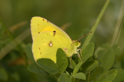<i class='fa fa-user'></i>&nbsp;Jan-Kees Bossenbroek&nbsp;| Oranje Luzernevlinder&nbsp; <i class='fa fa-eye'>&nbsp;280</i> &nbsp; <i class='fa fa-comment-o'>&nbsp;4</i>
