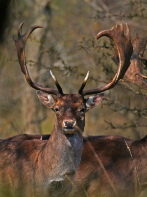 gespot in de amsterdamse waterleidings duinen