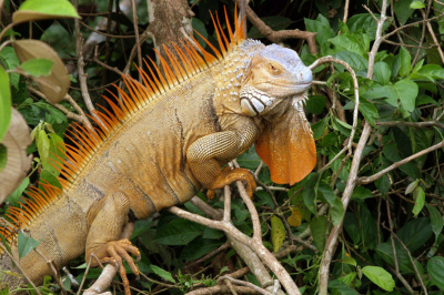Hoewel hij groen wordt genoemd, wordt hij in de paartijd oranje, de vrouwtjes houden wel de gewone kleur. Je waant je een beetje in Jurassic Park.