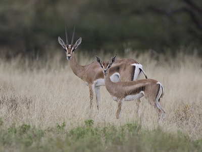 <i class='fa fa-user'></i> Wim de Groot | Grantgazelle  <i class='fa fa-eye'> 134</i>   <i class='fa fa-comment-o'> 2</i>