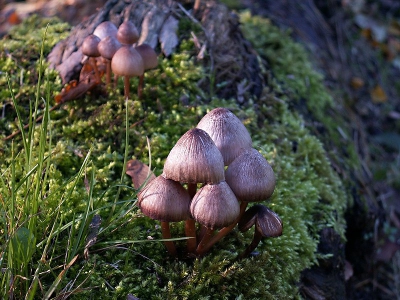 <i class='fa fa-user'></i> jannie | Grote Bloedsteelmycena  <i class='fa fa-eye'> 139</i>   <i class='fa fa-comment-o'> 4</i>