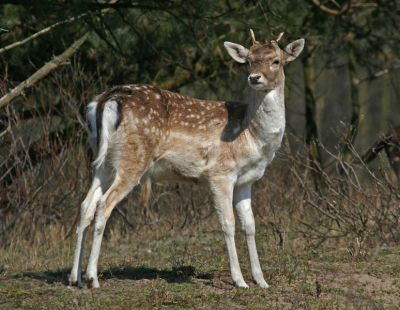 dit hertje wilde wel poseren en bleef prima op de plek