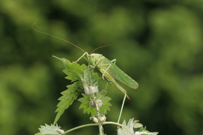 In eigen tuin