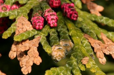 De coniferen bloeien en hier zie je de vrouwelijke (vooraan) en de mannelijke bloemen (achteraan, rood). De mannelijke klappen open en laten dan veel stuifmeel los. En dat zie je nog overal liggen op de bladeren.

Canon 20D. Sigma 150/2.8, Manfrotto statief en kop, draadontspanner, mirror lock-up, 2-sec timer