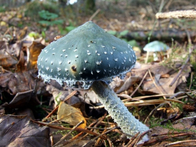 <i class='fa fa-user'></i> klomp | Kopergroenzwam  <i class='fa fa-eye'> 191</i>   <i class='fa fa-comment-o'> 3</i>