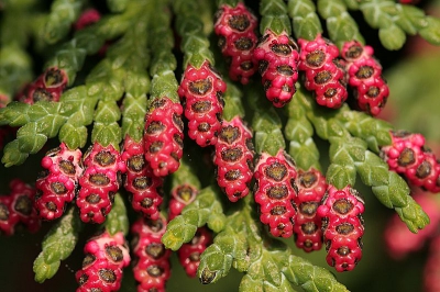 Mannelijke bloemetjes van de conifeer

Canon 20D, Sigma 150/2.8, Manfrotto statief en kop, draadontspanner, mirror lock-up, 2sec timer