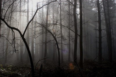 <i class='fa fa-user'></i> Aad Verkuijl | Mist in het bos  <i class='fa fa-eye'> 102</i>   <i class='fa fa-comment-o'> 5</i>