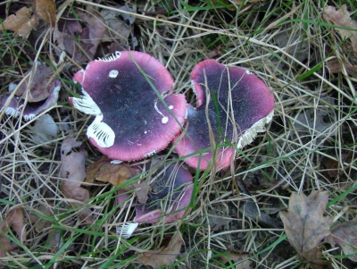 <i class='fa fa-user'></i> Aad Verkuijl | Zwartpurperen Russula  <i class='fa fa-eye'> 163</i>   <i class='fa fa-comment-o'> 5</i>