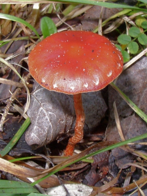 <i class='fa fa-user'></i> Monique | Paddestoel  <i class='fa fa-eye'> 118</i>   <i class='fa fa-comment-o'> 4</i>