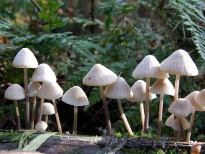 <i class='fa fa-user'></i> klomp | Witte Melksteelmycena  <i class='fa fa-eye'> 170</i>   <i class='fa fa-comment-o'> 2</i>