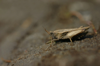 Gisteren een hele dag op tocht geweest, met vl leuke foto's dus.
Dit is er 1tje van. Even geluk gehad dat deze bleef zitten (in tegenstelling tot al de rest die bij het minste gevaar al wegsprong)
groete Jonas