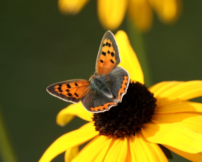 <i class='fa fa-user'></i>&nbsp;Claus&nbsp;| Kleine Vuurvlinder&nbsp; <i class='fa fa-eye'>&nbsp;270</i> &nbsp; <i class='fa fa-comment-o'>&nbsp;1</i>