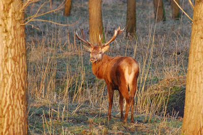 Edelhert tijdens zonsopkomst in het Fluitbos, van het fietspad genomen, denk maar niet dat ze blijven staan, zodra ze een mens in de gaten hebben vluchten ze verder het bos in wat afgesloten was voor mensen, gelukkig... Ze zijn er alleen maar aan het eind van de winter, vermoedelijk nu al niet meer.