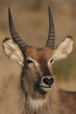 Waterbucks zijn behoorlijk algemeen in het Krugerpark. Ze hebben het geluk niet erg in trek te zijn bij roofdieren vanwege hun dikke vacht. Die maakt het erg lastig om goed grip op ze te krijgen waardoor ze alleen tot prooi gedegradeerd worden als het echt niet anders kan.