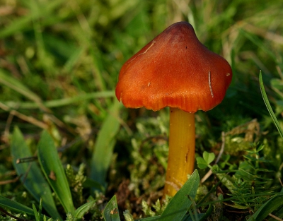 Wasplaten worden wel eens "de orchideen onder de paddestoelen" genoemd