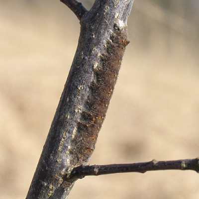 Moeilijk te vinden, dat wel.
Ik ontdekte, dat er twee kleurslagen zijn: een grijze (zie de upload van Klaas van Haeringen) en deze bruine, meer gestippelde vorm. 
Hier op vuilboom, wachtend op het uitkomen van de bladeren. Zo heeft ze hier al vanaf oktober vorig jaar gezeten........
Het valt me op, dat ze best wel actief zijn, omdanks het feit dat ze vasten. Elke keer zitten ze op een andere plek.