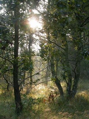 <i class='fa fa-user'></i>&nbsp;Agnes Bax&nbsp;| Ochtendgloren&nbsp; <i class='fa fa-eye'>&nbsp;415</i> &nbsp; <i class='fa fa-comment-o'>&nbsp;6</i>