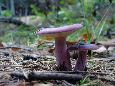 <i class='fa fa-user'></i> Johan op den Dries | Purperrode russula  <i class='fa fa-eye'> 141</i>   <i class='fa fa-comment-o'> 0</i>
