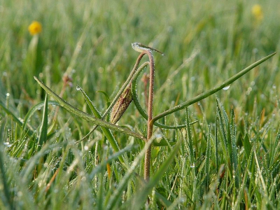 Aan het Zwartewater komen ze elk jaar weer in volle bloei.
Nog een weekje of zo.
De start is gemaakt