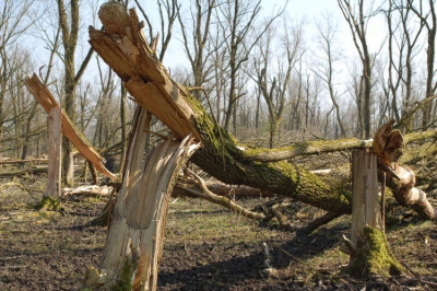 <i class='fa fa-user'></i> egon | Omgewaaid Kitsbos  <i class='fa fa-eye'> 119</i>   <i class='fa fa-comment-o'> 9</i>