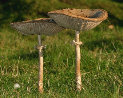 In dit "zomers" Oktoberweertje komt de "Parasol" beter tot z'n recht dan de "Paraplu"